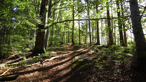 WaldGenossenschaft Breisgau-Hochschwarzwald