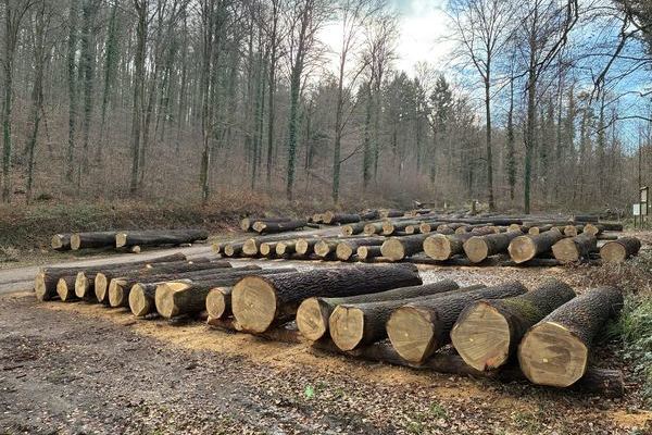 Submissionsplatz Eichwaldstadion